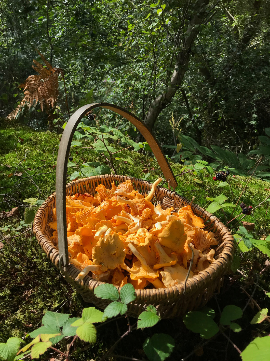 Girolle Season!